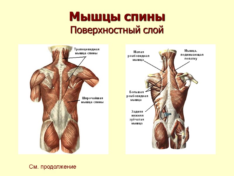 Мышцы спины Поверхностный слой См. продолжение